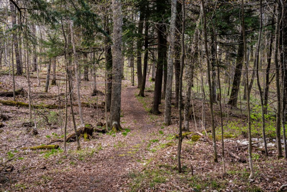 Nature path through the woods free photo Nature path through the woods free photo