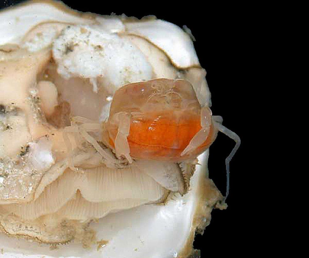 Oyster crab -- Zaops ostreus free photo Oyster crab -- Zaops ostreus free photo