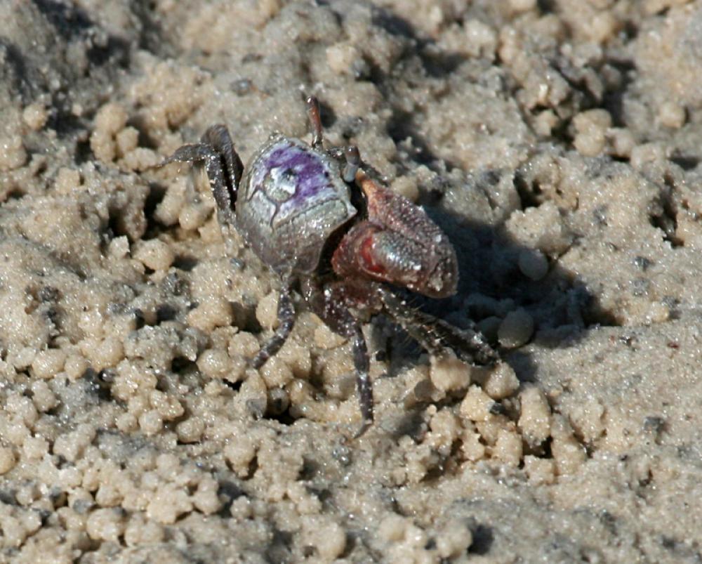 Sand fiddler crab -- Uca pugilator free photo Sand fiddler crab -- Uca pugilator free photo