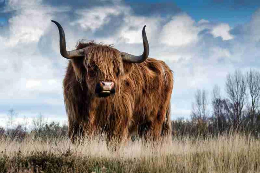 Shaggy Cattle livestock free photo Shaggy Cattle livestock free photo