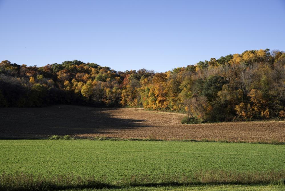 View of the trees and autumn forest in Wisconsin free photo View of the trees and autumn forest in Wisconsin free photo
