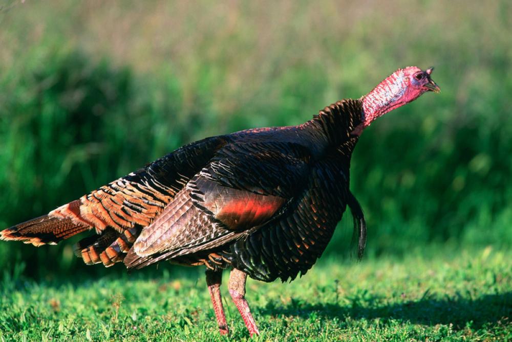 Wild turkey standing on the grass free photo Wild turkey standing on the grass free photo