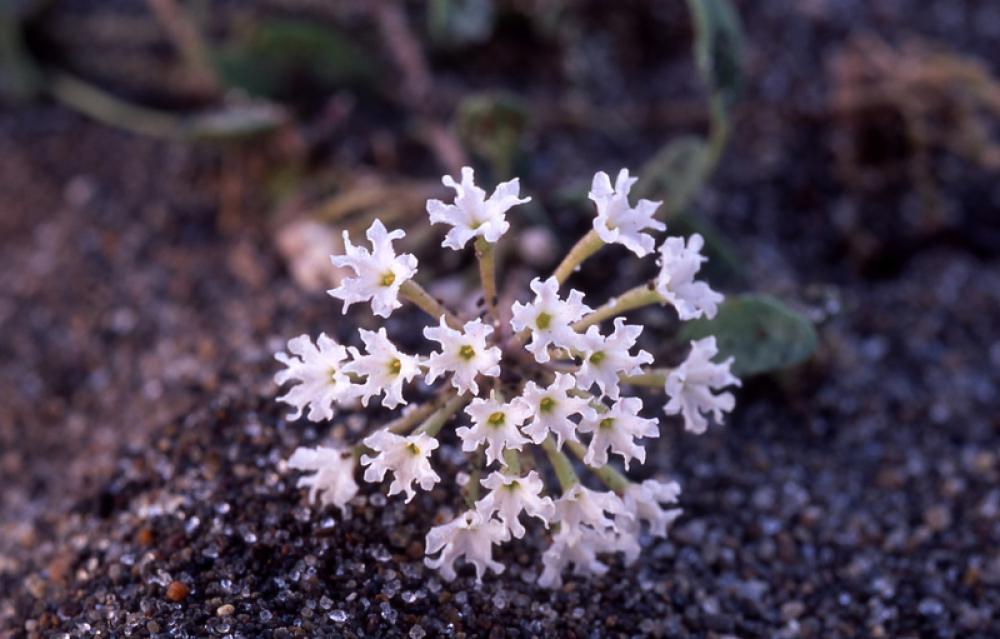 Yellowstone sand verbena, Endemic to Yellowstone lakeshore, Wyoming free photo Yellowstone sand verbena, Endemic to Yellowstone lakeshore, Wyoming free photo
