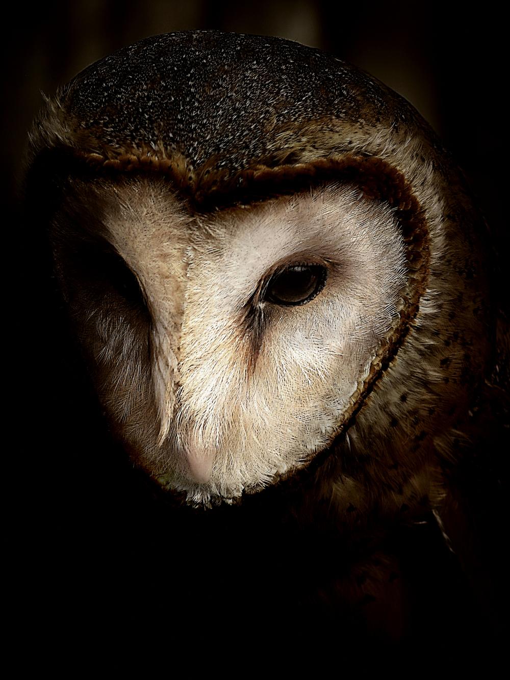 black background owl free image black background owl free image