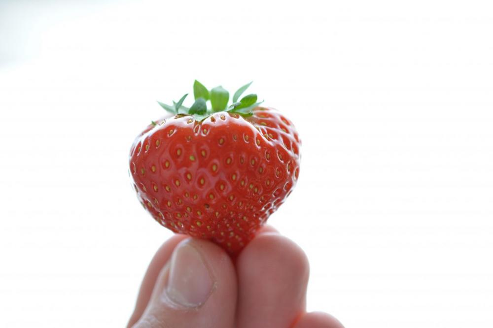 Hand holding strawberries Hand holding strawberries