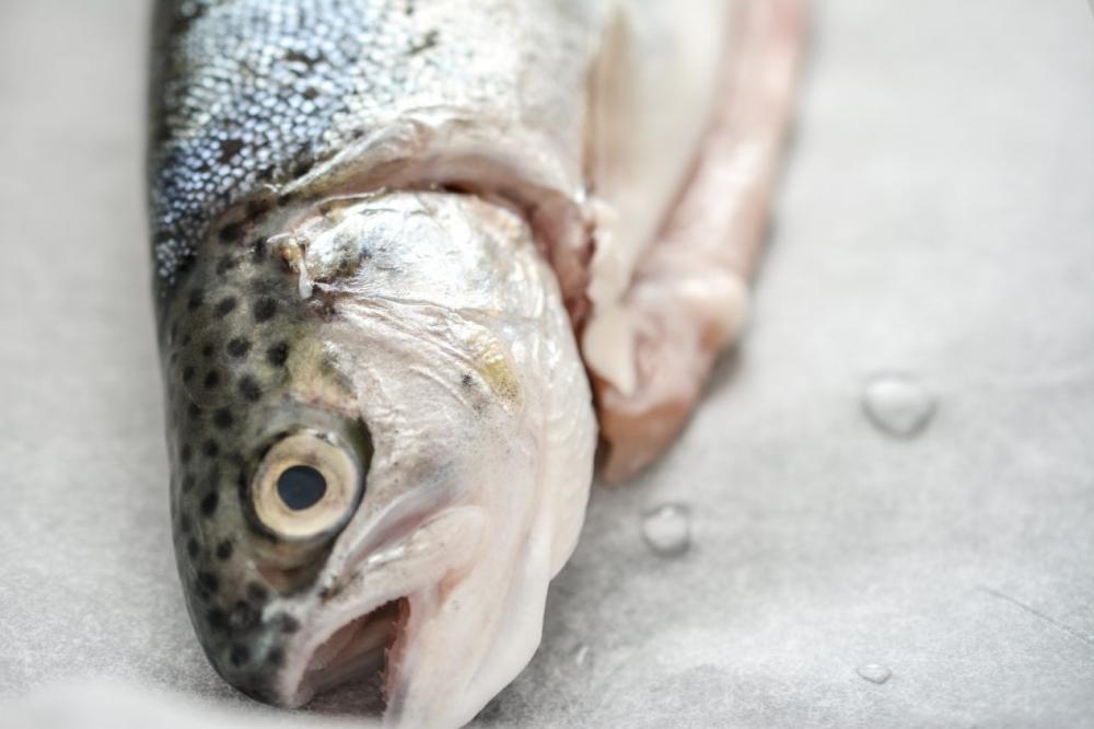 Head of fresh trout Head of fresh trout