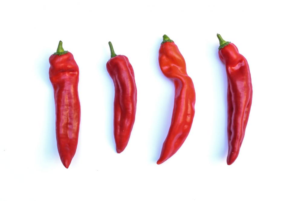 Four red peppers on white background Four red peppers on white background
