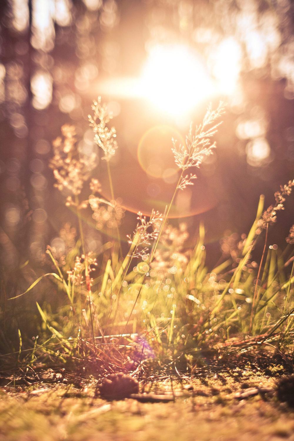 Grass Against Morning Sun Vertical Grass Against Morning Sun Vertical