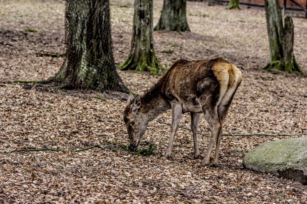A Female Deer Doe Poland Demonstration Reserve A Female Deer Doe Poland Demonstration Reserve