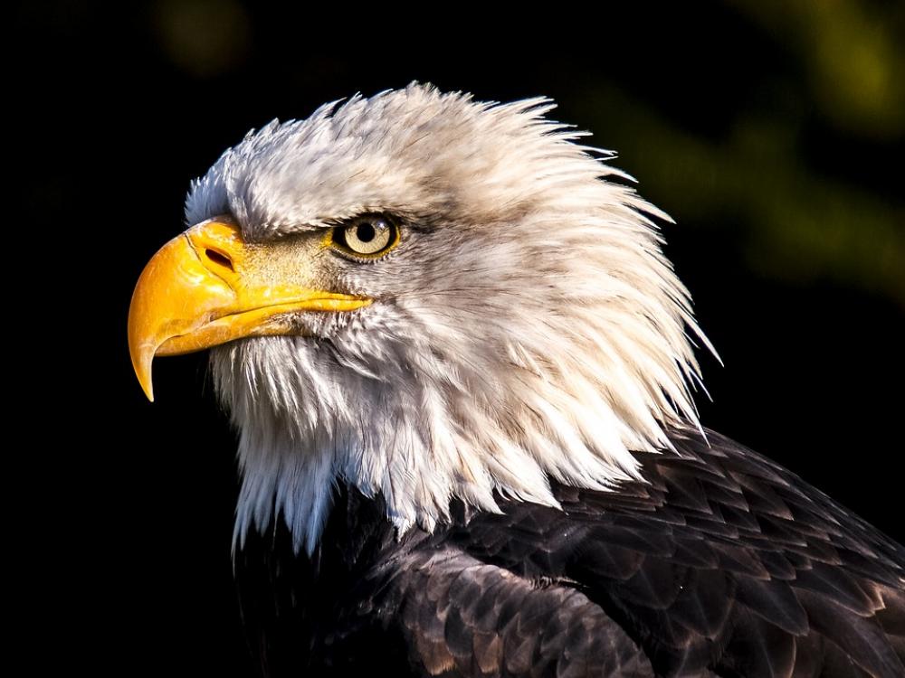 Adler White Tailed Eagle Bald Eagle Bird Raptor Adler White Tailed Eagle Bald Eagle Bird Raptor
