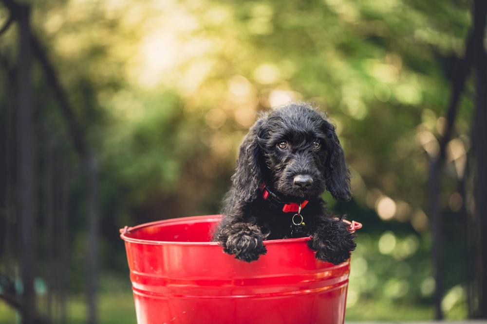 Adorable Dog Bucket Animal Canine Cute Pet Puppy Adorable Dog Bucket Animal Canine Cute Pet Puppy