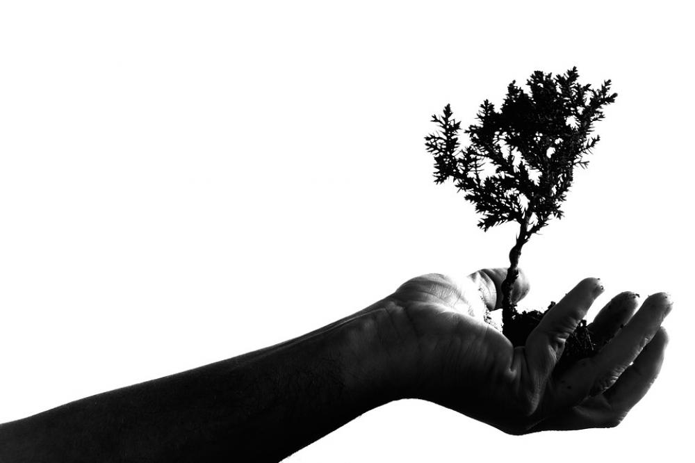 Adult Art Bonsai Hand Plant Portrait Shadow Adult Art Bonsai Hand Plant Portrait Shadow