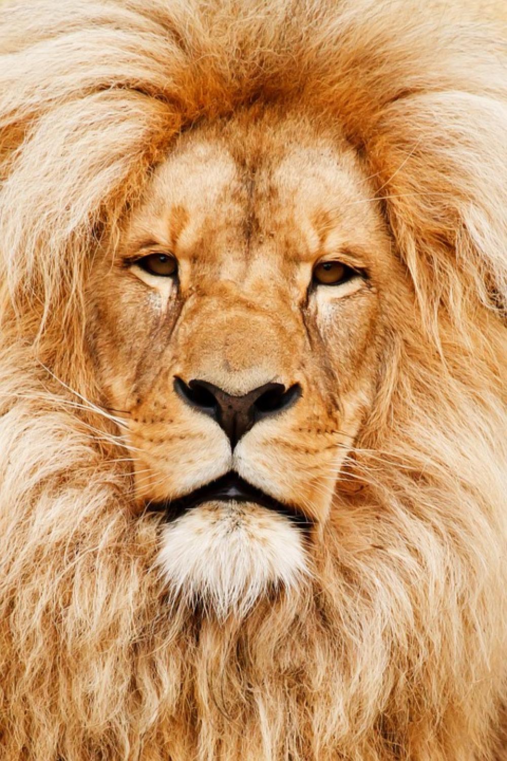 Africa African Animal Cat Close-Up Detail Eye Africa African Animal Cat Close-Up Detail Eye