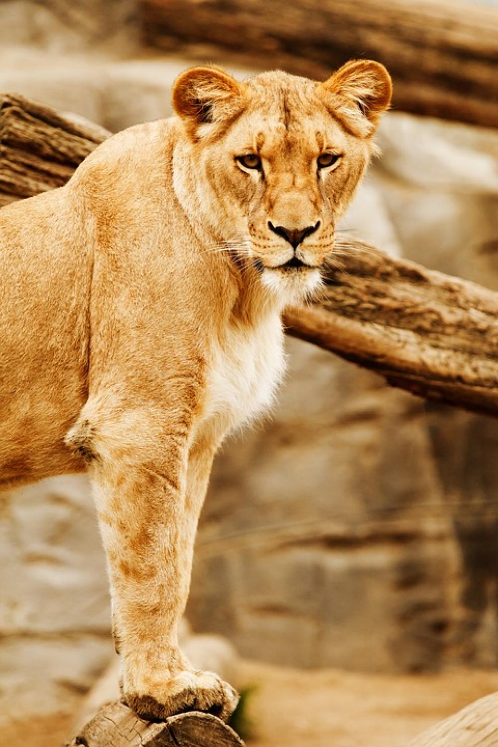 Africa Animal Big Carnivore Cat Eyes Head Lion Africa Animal Big Carnivore Cat Eyes Head Lion