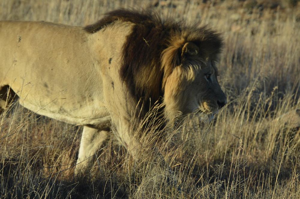 Africa Lion Predator Carnivore Mammal Wilderness Africa Lion Predator Carnivore Mammal Wilderness