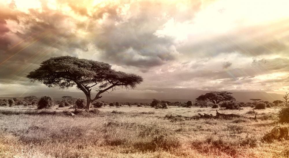 Africa Savannah National Park Tree Nature Sky Africa Savannah National Park Tree Nature Sky