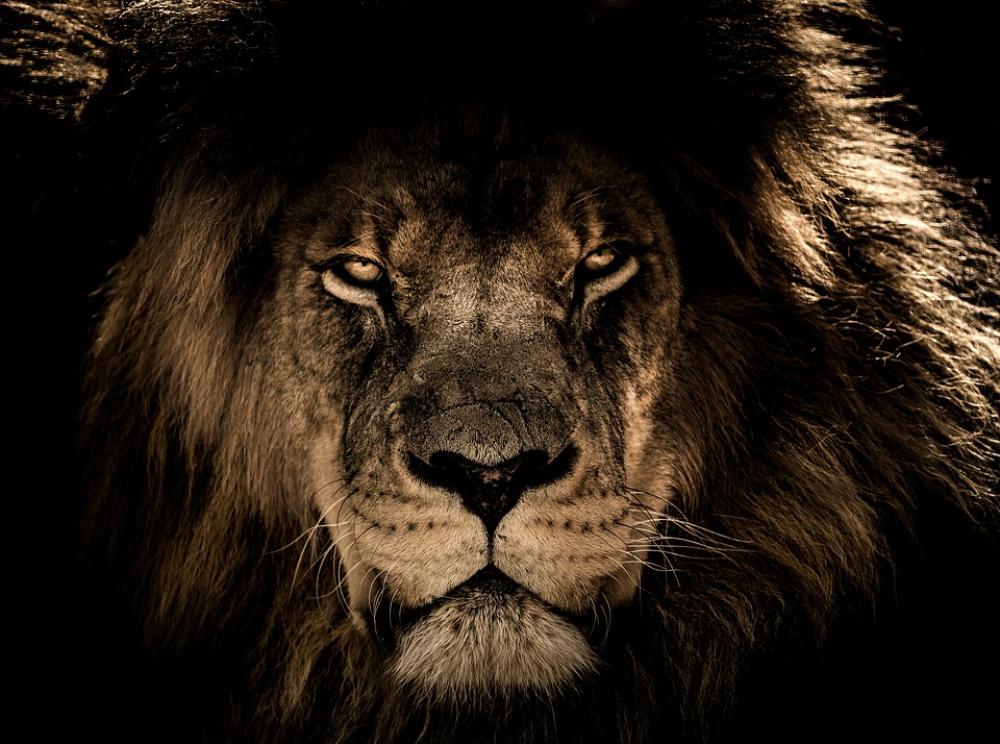 African Lion Wildcat Mane Closeup Wildlife Wild African Lion Wildcat Mane Closeup Wildlife Wild