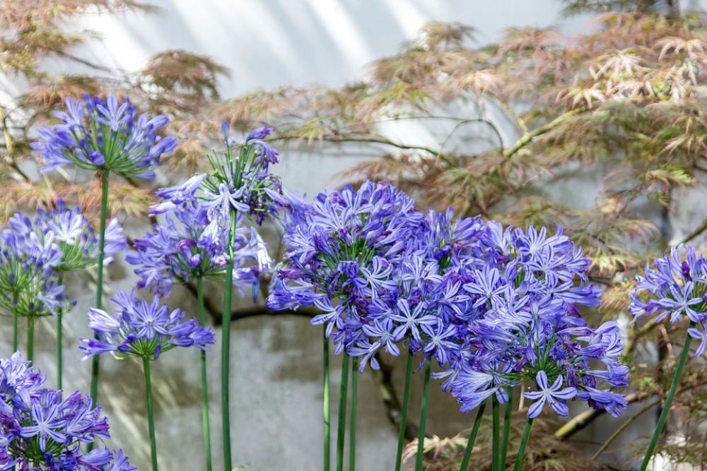 Agapanthus Flower Blossom Bloom Blue Mood Agapanthus Flower Blossom Bloom Blue Mood
