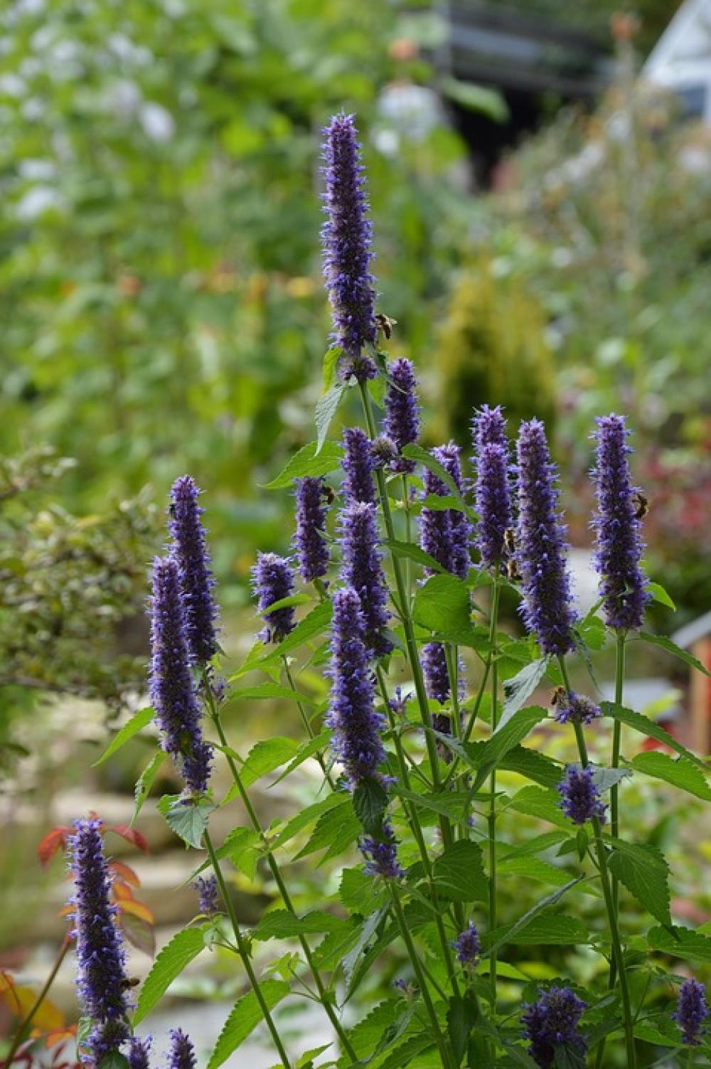 Agastache Blossom Bloom Bees Feed Garden Summer Agastache Blossom Bloom Bees Feed Garden Summer
