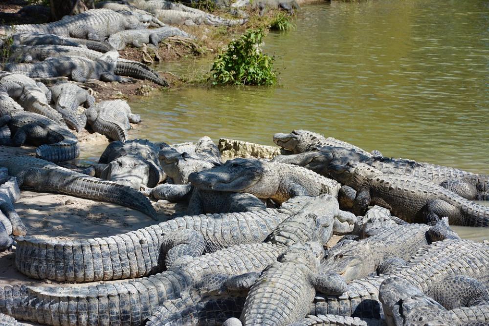 Alligators Wild Crocodile Predator Nature Wildlife Alligators Wild Crocodile Predator Nature Wildlife