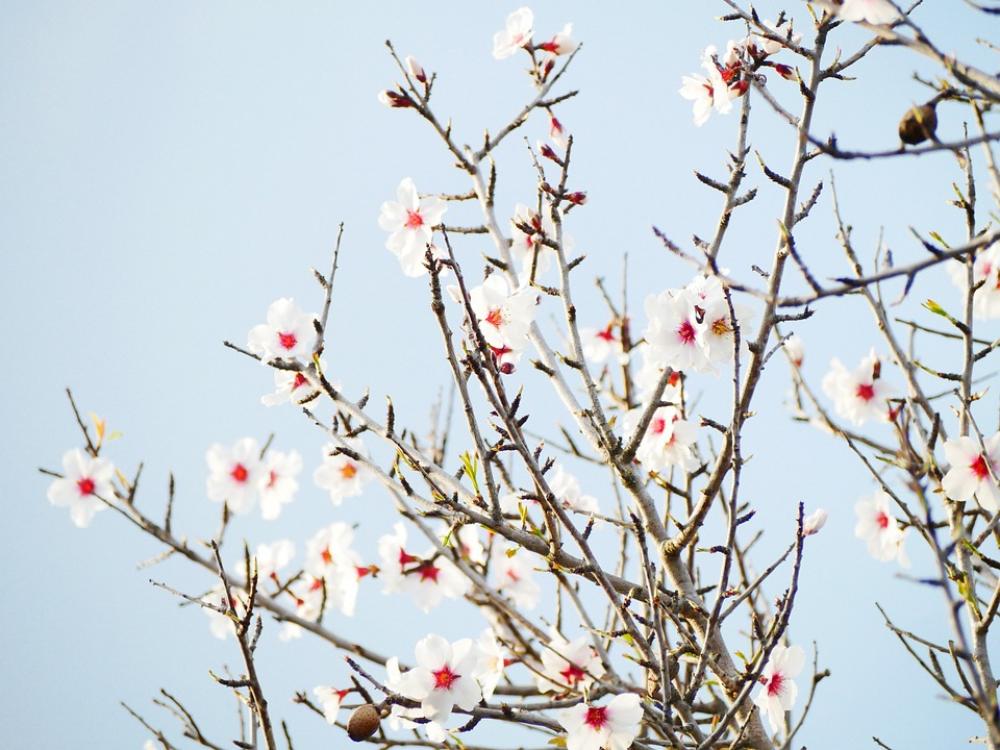 Almond Blossom February Almond Tree Blossom Bloom Almond Blossom February Almond Tree Blossom Bloom