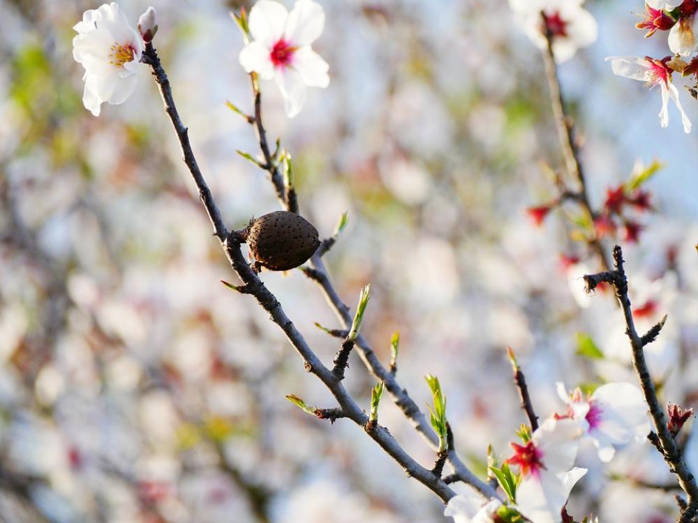 Almond Blossom February Almond Tree Blossom Bloom Almond Blossom February Almond Tree Blossom Bloom