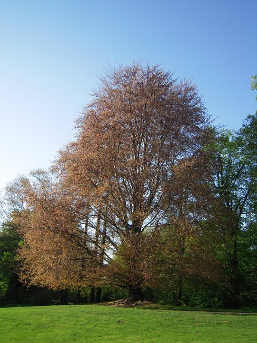 Łańcut Tree Garden Spring Nature Łańcut Tree Garden Spring Nature