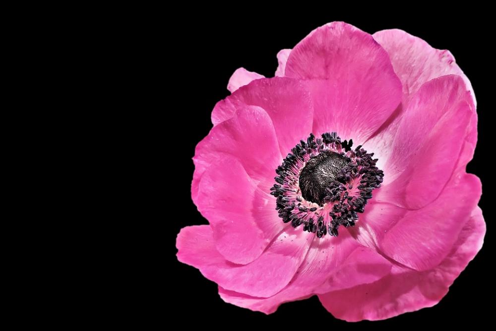 Anemone Spring Blossom Bloom Pink Pink Petals Anemone Spring Blossom Bloom Pink Pink Petals