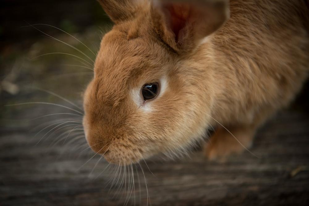 Animal Bunny Close-Up Cute Pet Rabbit Whiskers Animal Bunny Close-Up Cute Pet Rabbit Whiskers