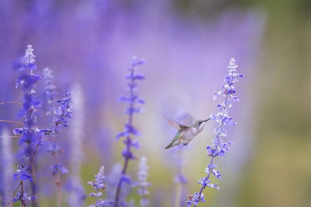 Animal Hummingbird Bird Bloom Blossom Flora Animal Hummingbird Bird Bloom Blossom Flora