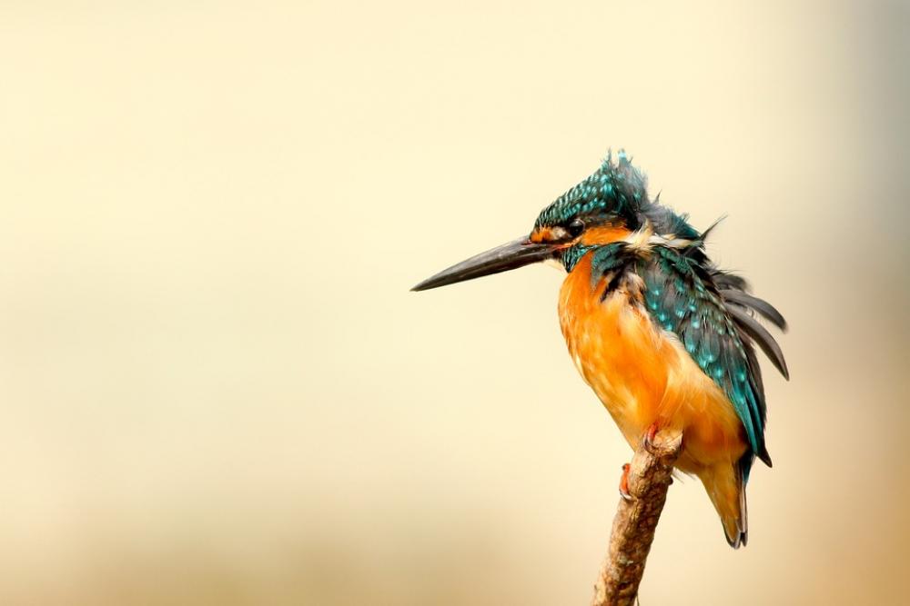 Animal Kingfisher Bird Avian Feathers Macro Animal Kingfisher Bird Avian Feathers Macro