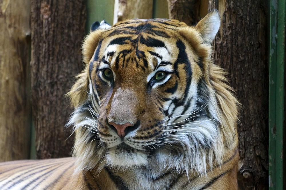 Animal Tiger Beautiful Portrait Zoo Big Cat Animal Tiger Beautiful Portrait Zoo Big Cat