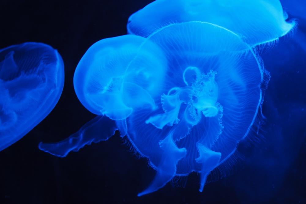 Animal Jellyfish Blue Creature Dark Deep Fish Animal Jellyfish Blue Creature Dark Deep Fish
