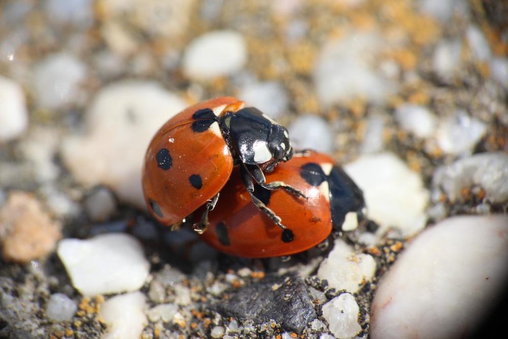 Animal Close Up Pairing Ladybug Romantic Luck Animal Close Up Pairing Ladybug Romantic Luck