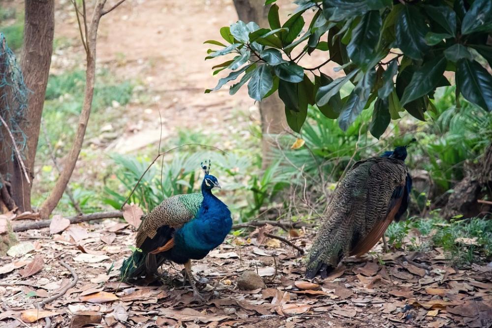 Animal Peacock Zoo Feather Fly Bird Bird Fly Animal Peacock Zoo Feather Fly Bird Bird Fly