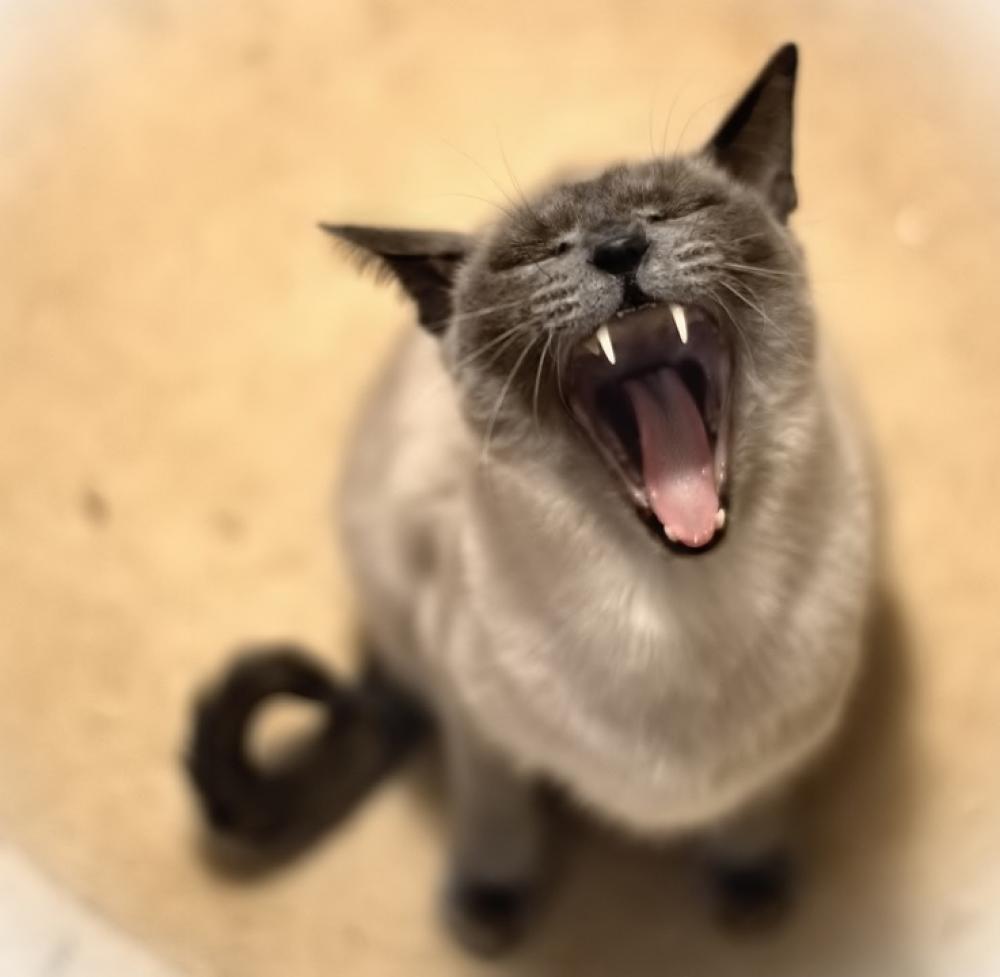 Animal Cat Animal World Kitten Domestic Cat Animal Cat Animal World Kitten Domestic Cat