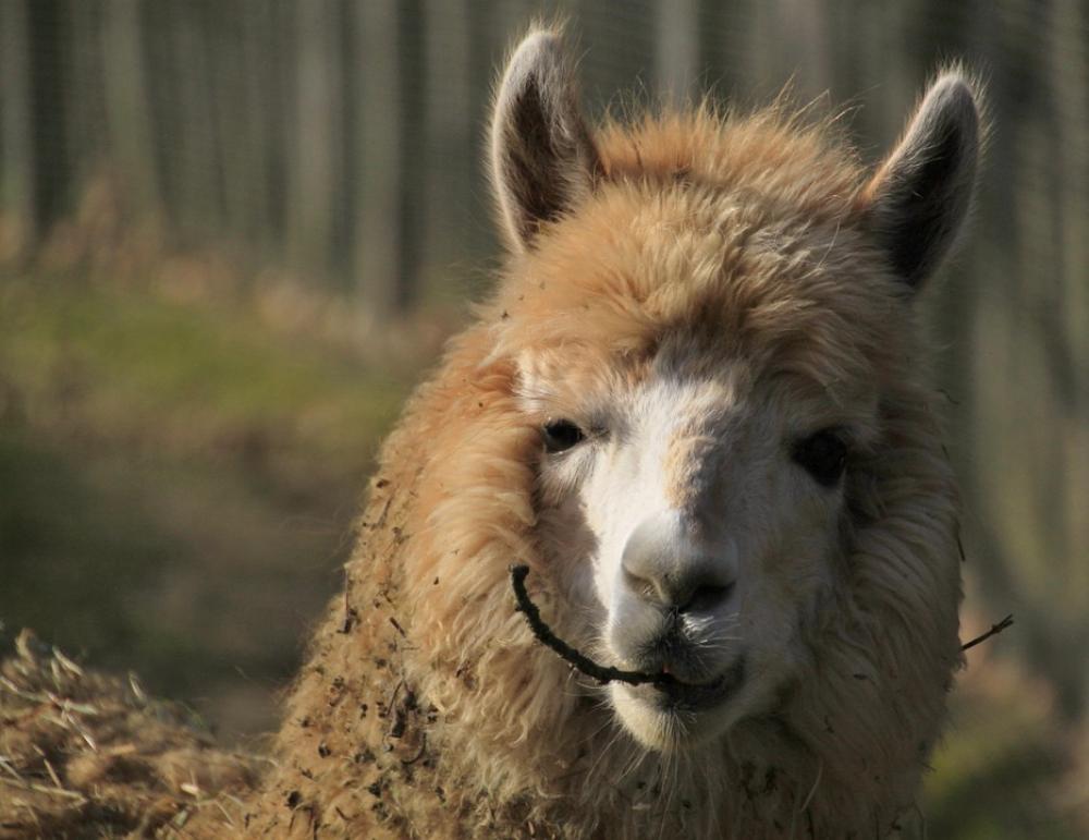 Animal Alpaca Fur Furry Head Nature Hair Fluffy Animal Alpaca Fur Furry Head Nature Hair Fluffy