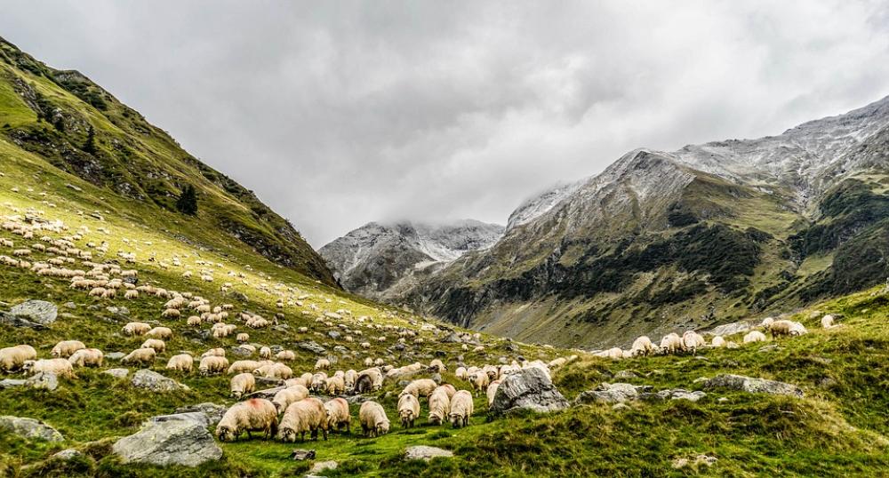 Animals Grass Landscape Mountain Nature Outdoors Animals Grass Landscape Mountain Nature Outdoors