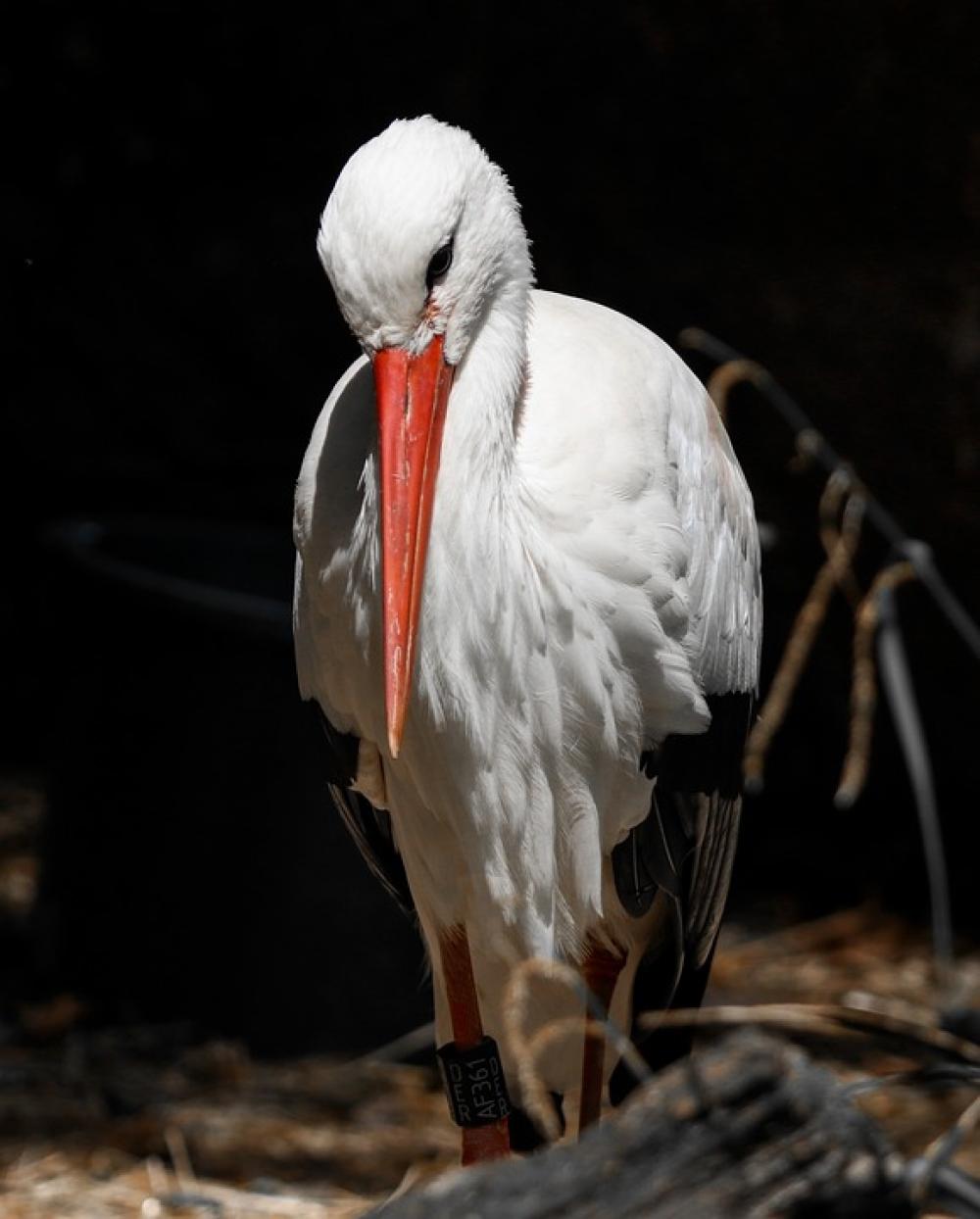 Animals Bird Stork Animal Portrait Bill Feather Animals Bird Stork Animal Portrait Bill Feather