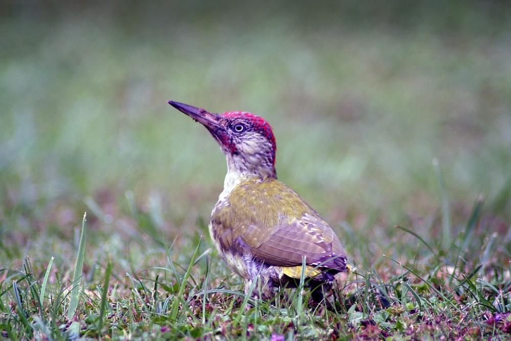 Animals Bird Green Woodpecker Pivert Nature Pen Animals Bird Green Woodpecker Pivert Nature Pen