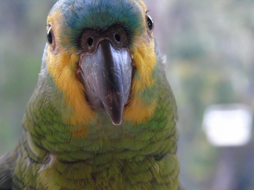 Animals Parrot Birds Animals Parrot Birds