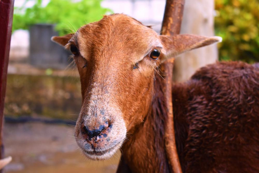 Animals Ram Nature Brown Front Wet Animals Ram Nature Brown Front Wet
