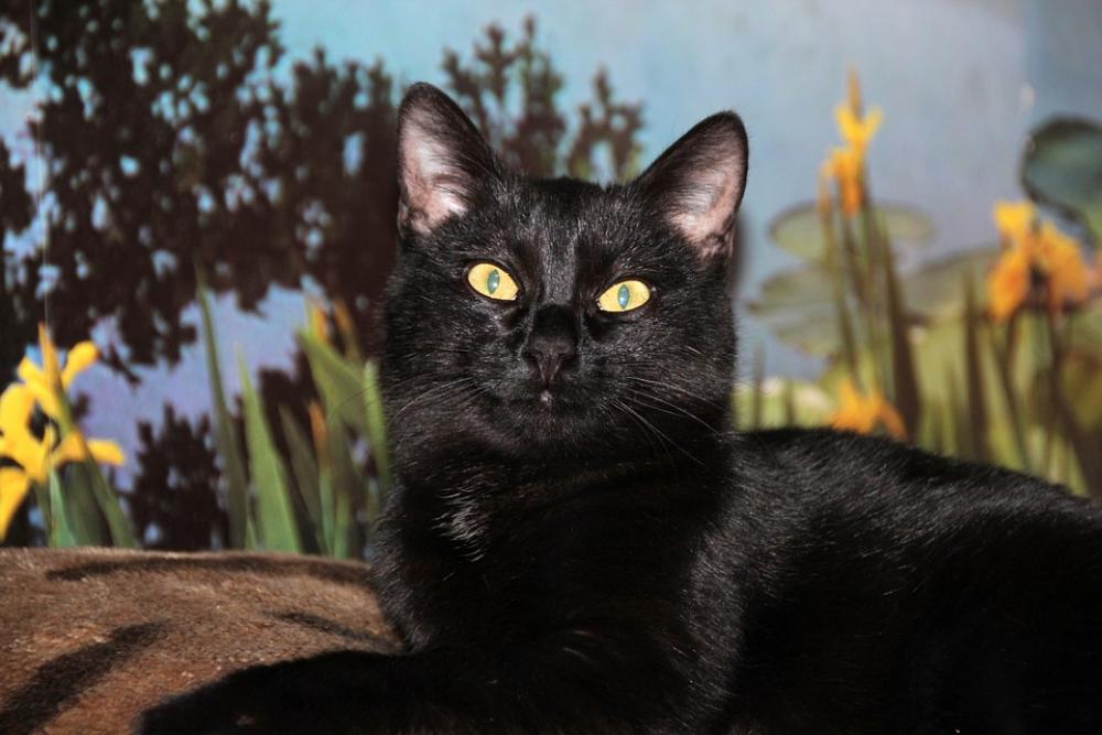 Animals Cat Closeup Kitten Striped Pets Darling Animals Cat Closeup Kitten Striped Pets Darling