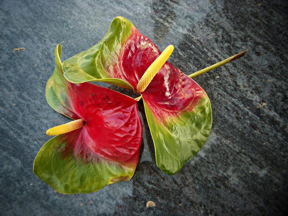 Anturio Flowers Marble Loneliness Bucolic Sadness Anturio Flowers Marble Loneliness Bucolic Sadness