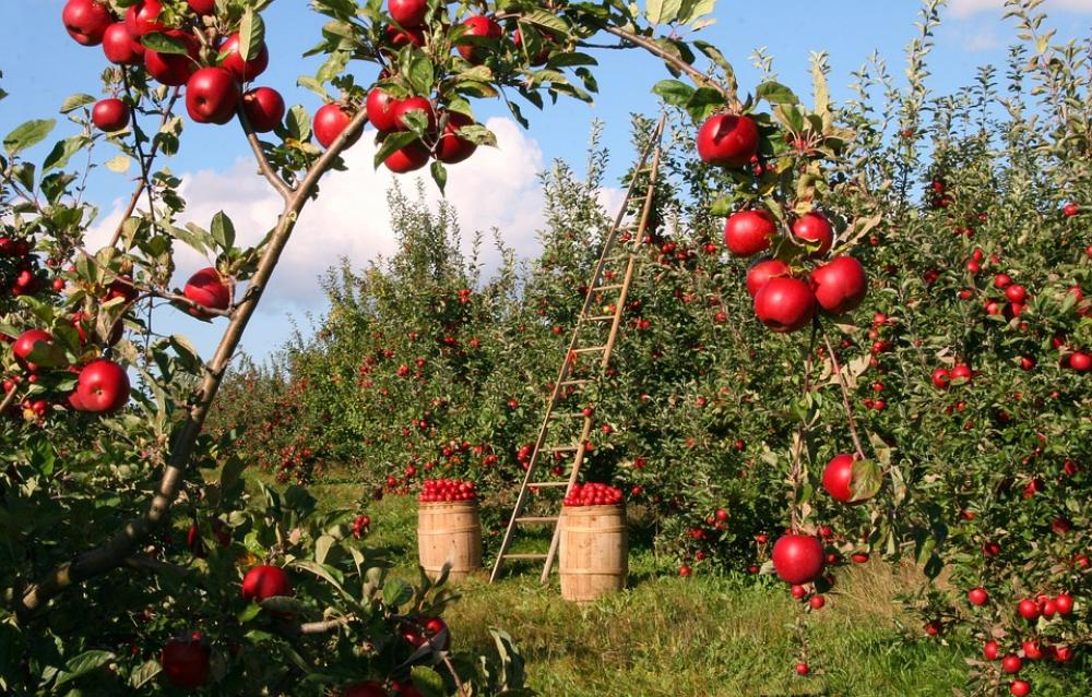 Apple Orchard Apple Trees Red Green Ladder Apple Orchard Apple Trees Red Green Ladder