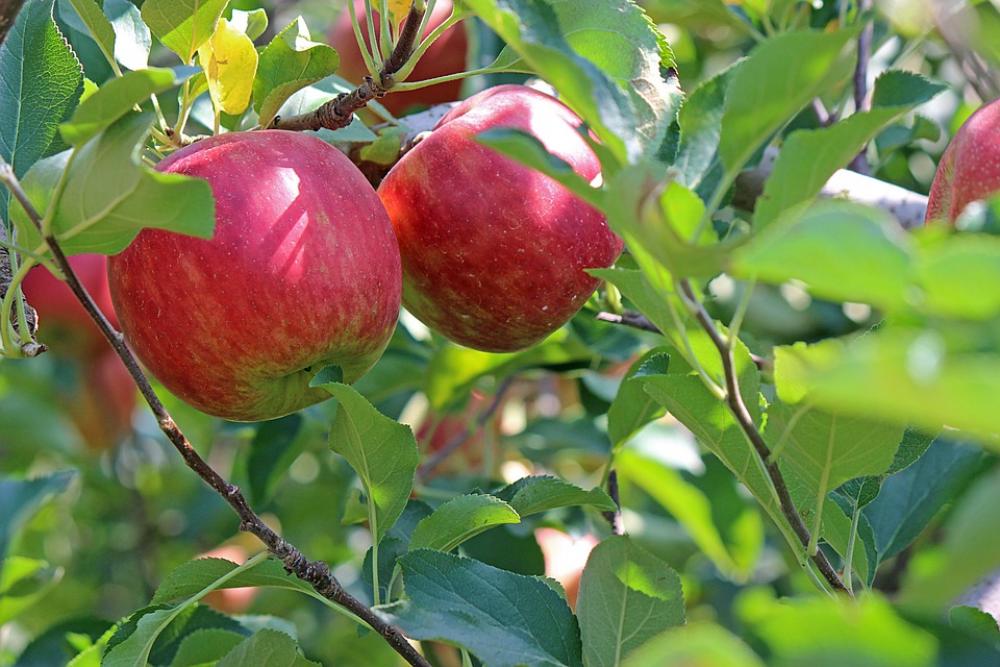Apple Ripe Red Fruit Apple Tree Apple Ripe Red Fruit Apple Tree