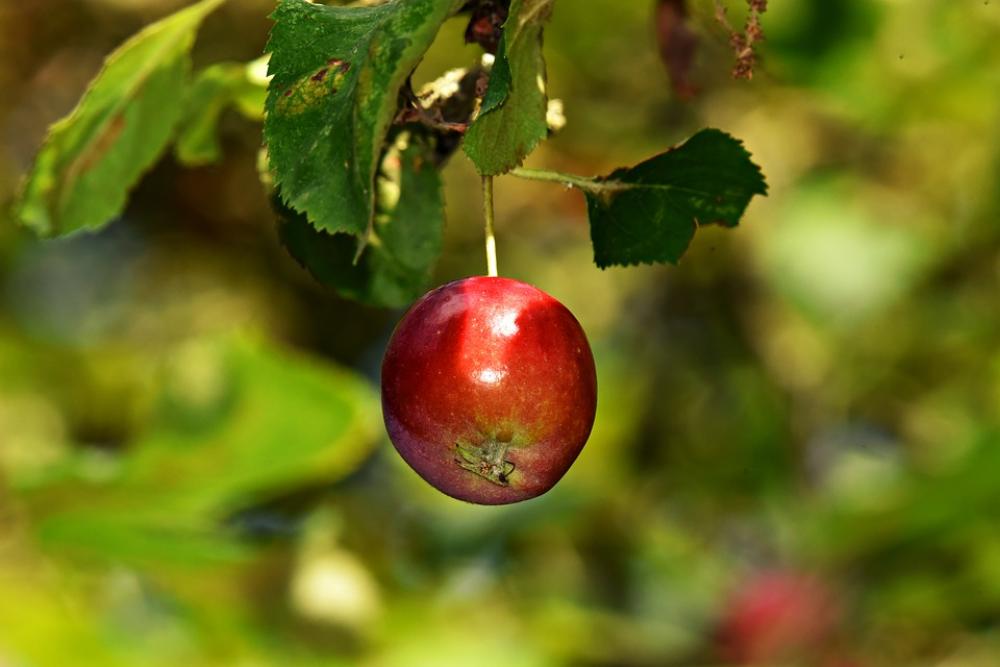 Apple Branch Apple Tree Fruit Food Nutrition Red Apple Branch Apple Tree Fruit Food Nutrition Red