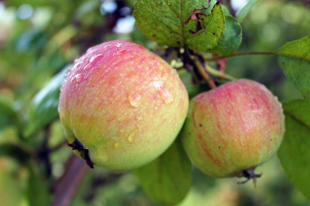 Apple Apples Garden Rosa Summer Harvest Green Apple Apples Garden Rosa Summer Harvest Green