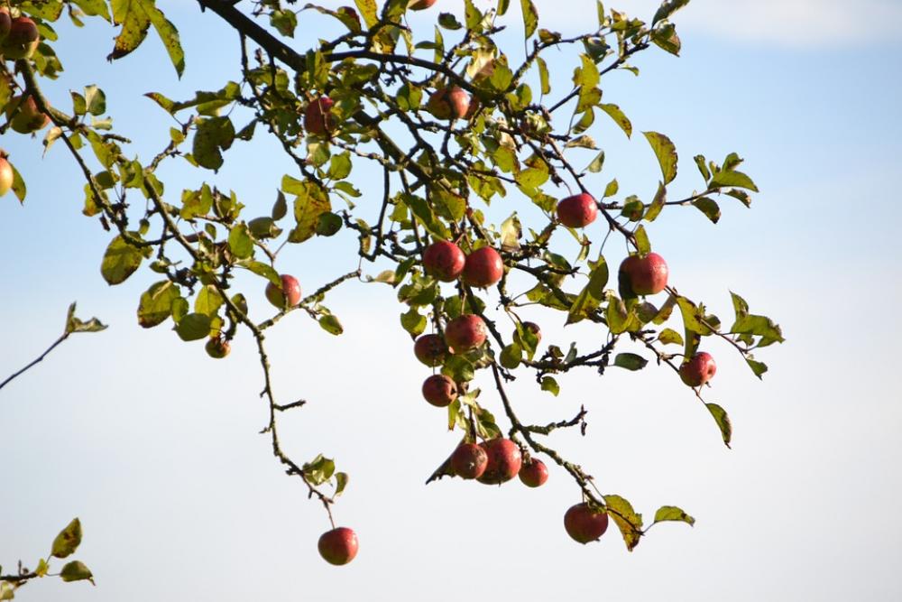 Apple Nature Apple Tree Apple Nature Apple Tree