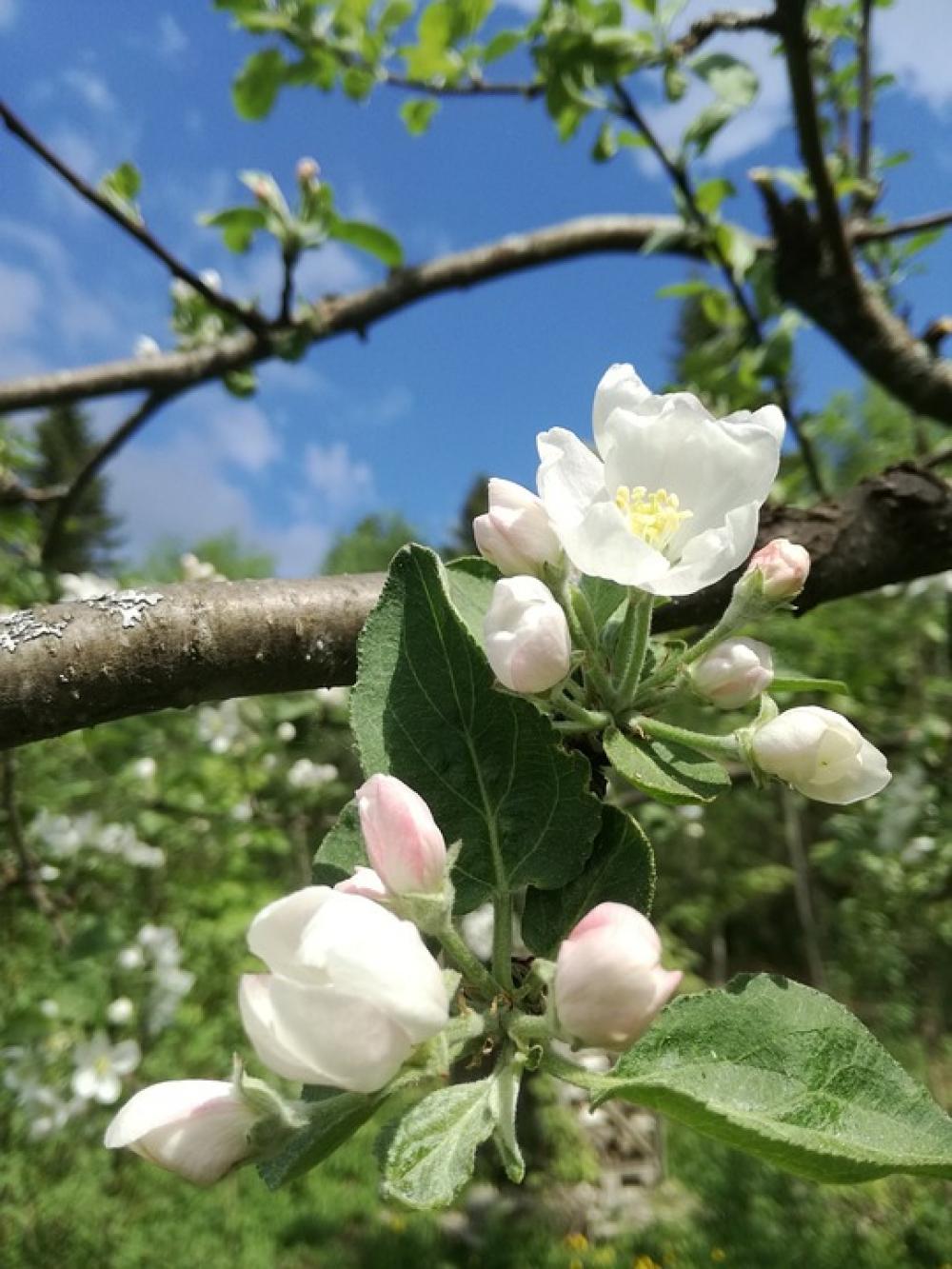 Apple Tree Flowers Garden Spring Blue Sky Bloom Apple Tree Flowers Garden Spring Blue Sky Bloom